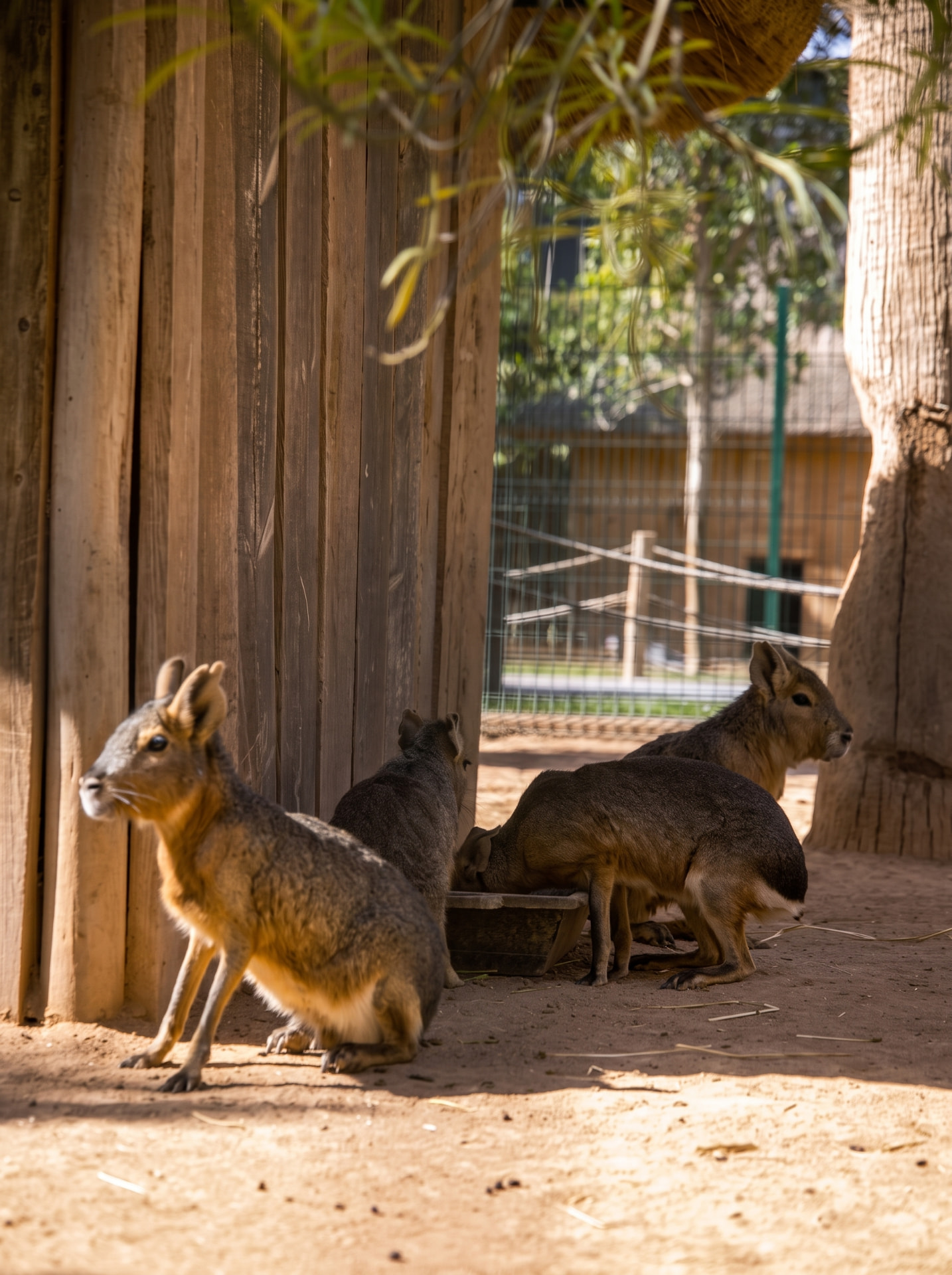 Maras de Patagonie
