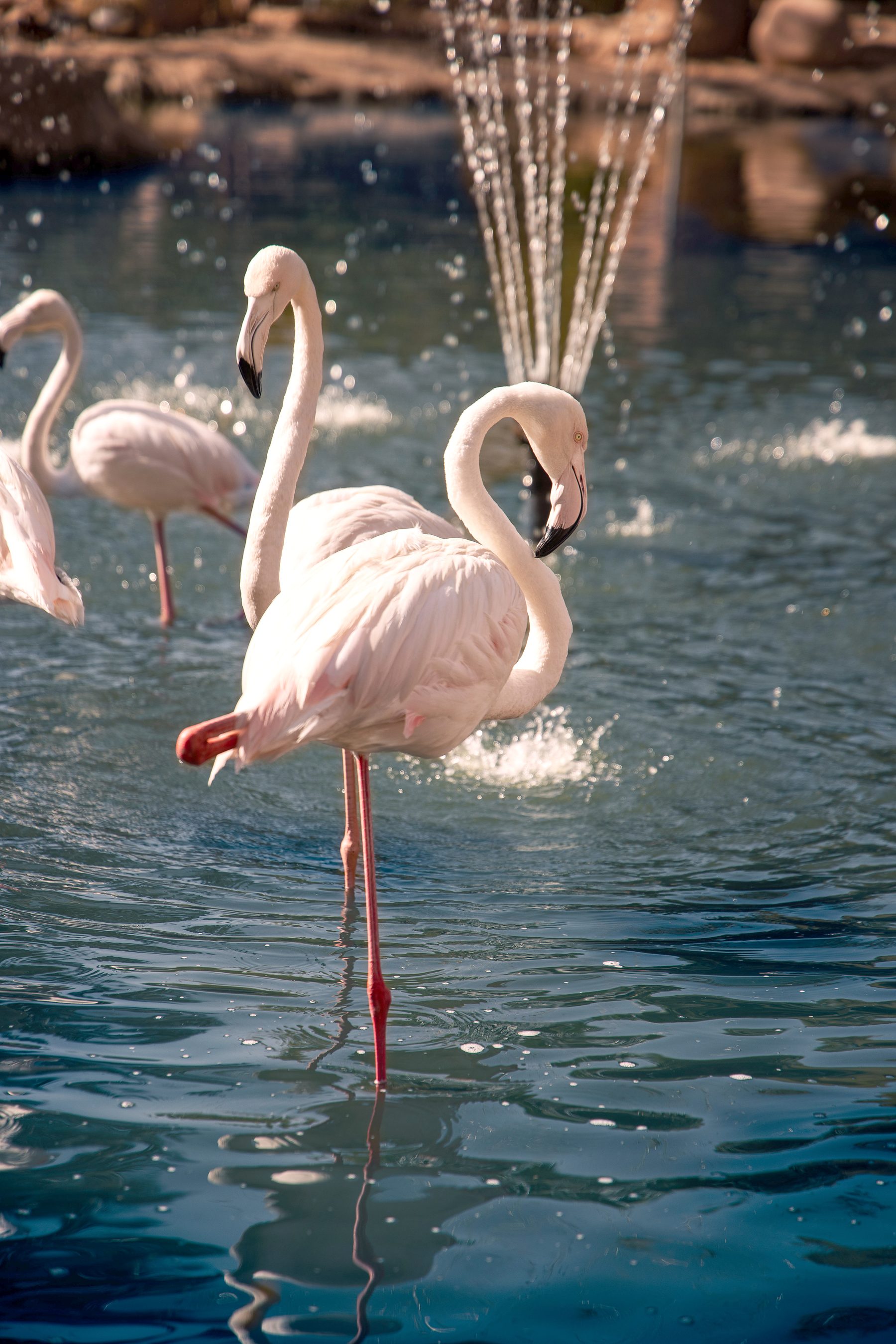 Flamants roses